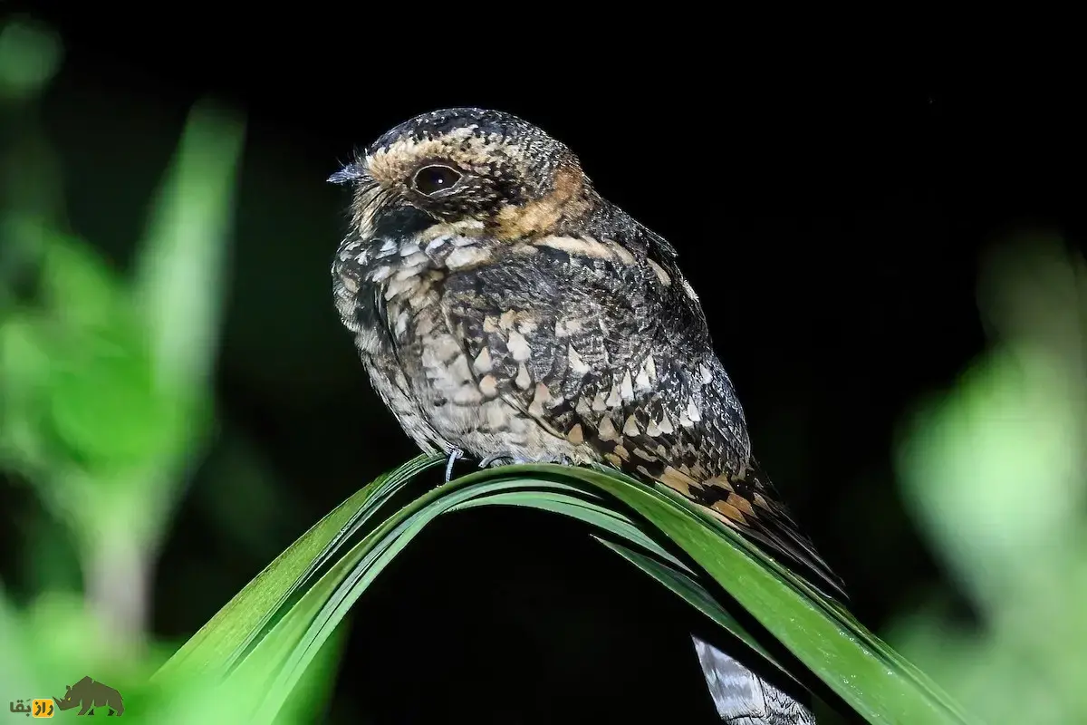 شبگرد خال‌دم