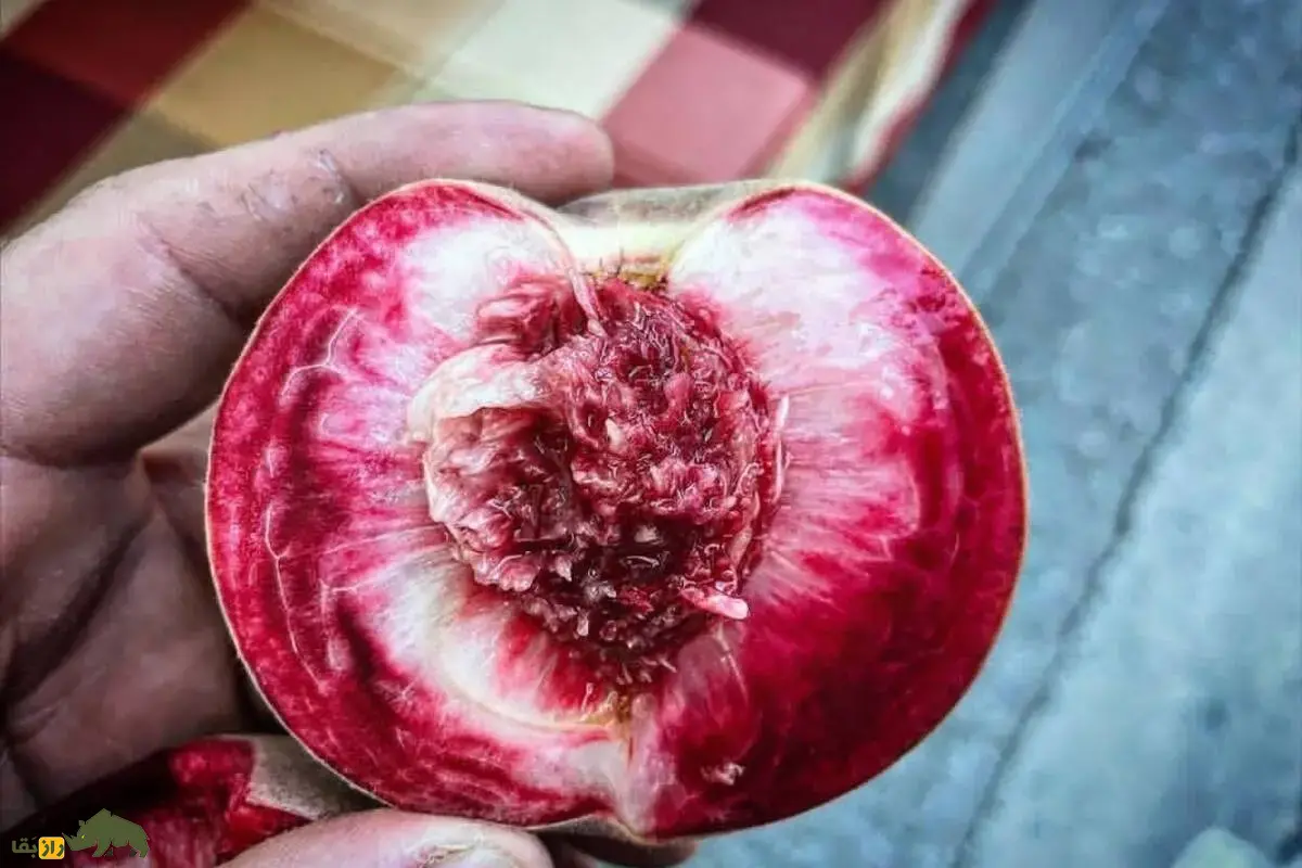 هلو خونی؛ میوه‌ای کمیاب با رنگ سرخ، طعمی دل‌انگیز و سازگار با اقلیم‌های مختلف ایران