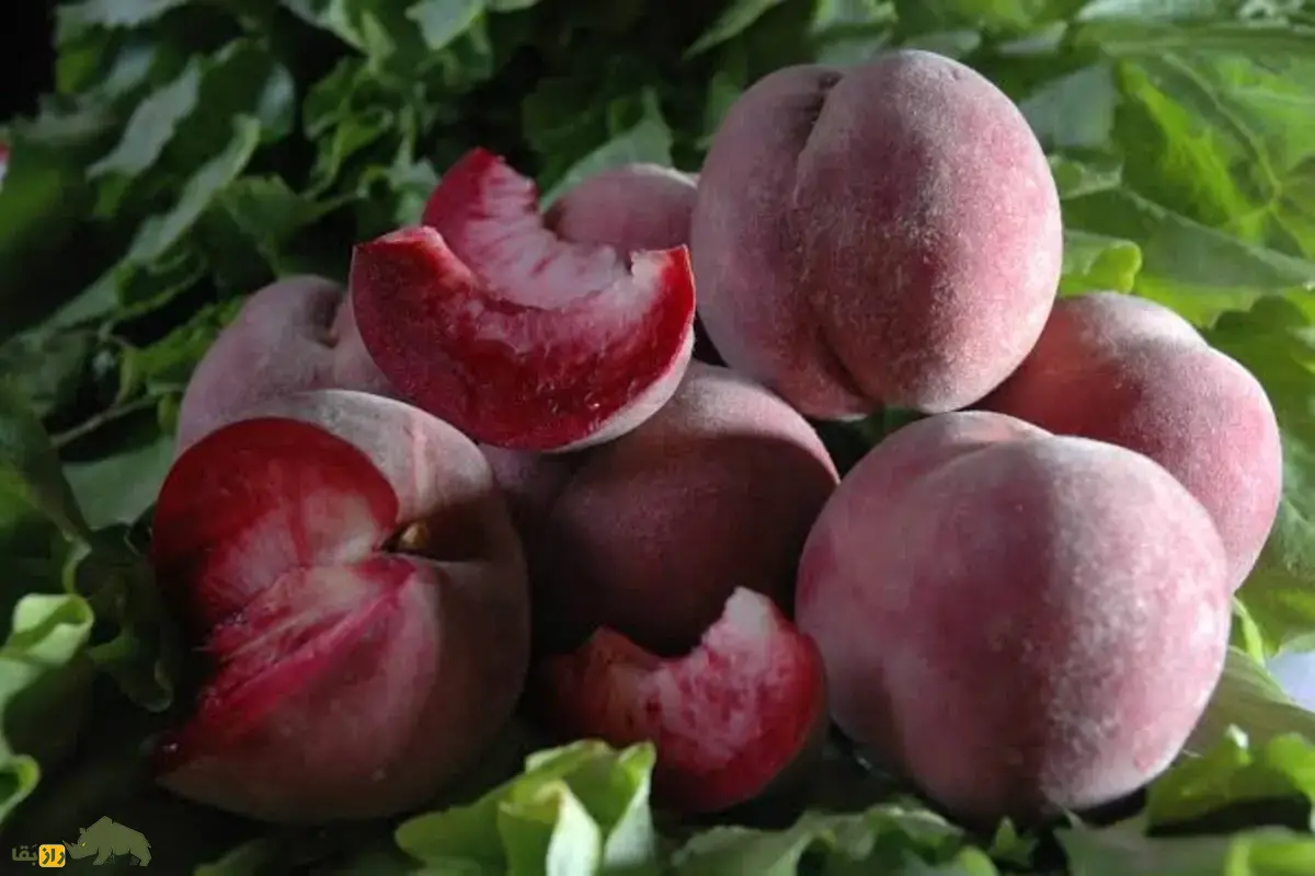 هلو خونی؛ میوه‌ای کمیاب با رنگ سرخ، طعمی دل‌انگیز و سازگار با اقلیم‌های مختلف ایران