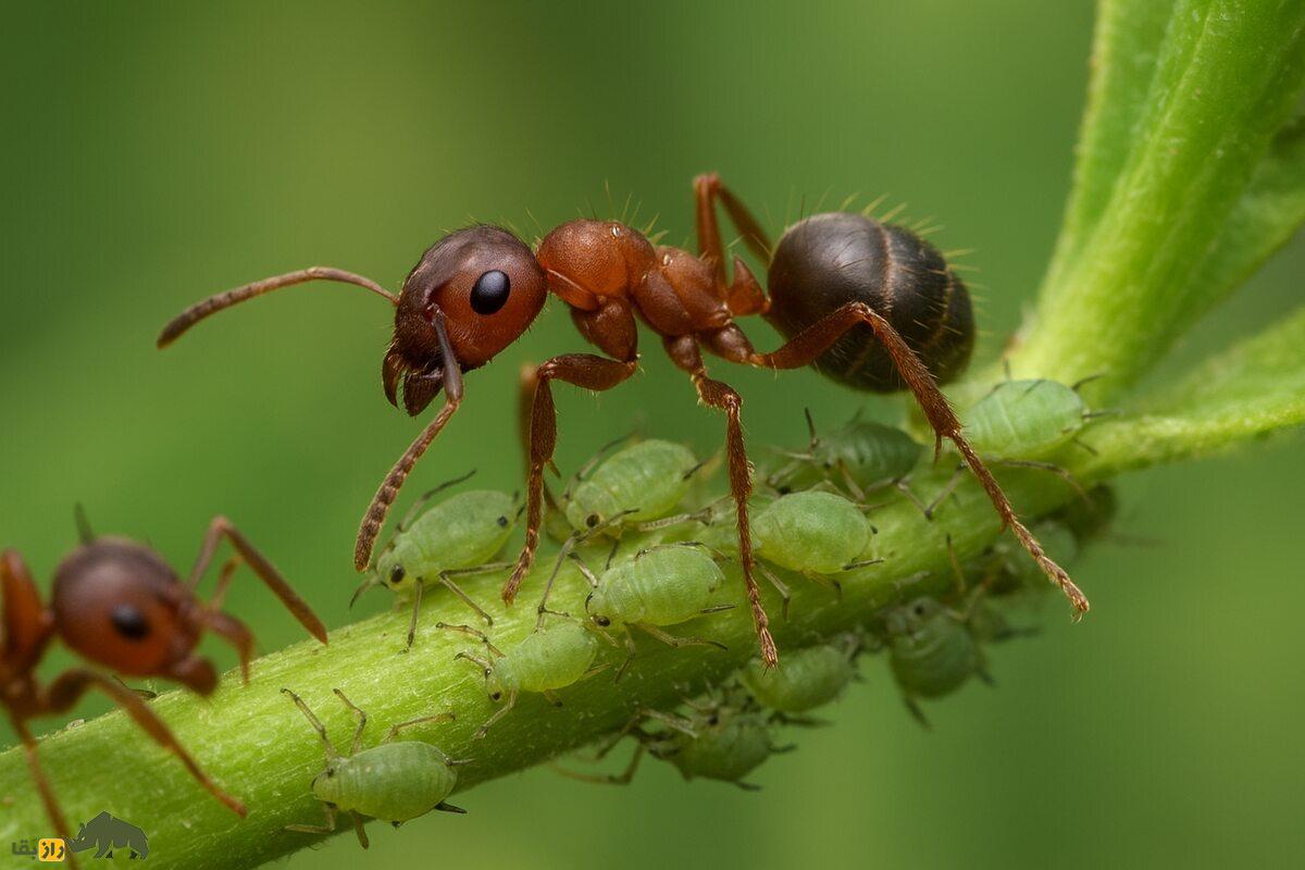 شتهها؛ حشراتی که حامله به دنیا میآیند و مورچهها آنها را، چون گاوهای شیرده برای عسلک شیرین پرورش میدهند شتهها؛ حشراتی که حامله به دنیا میآیند و مورچهها آنها را، چون گاوهای شیرده برای عسلک شیرین پرورش میدهند