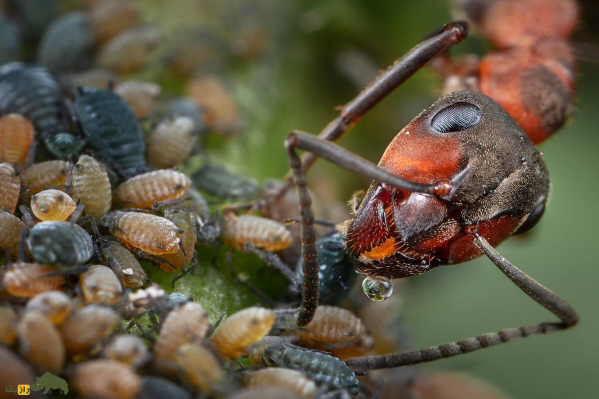 شتهها؛ حشراتی که حامله به دنیا میآیند و مورچهها آنها را، چون گاوهای شیرده برای عسلک شیرین پرورش میدهند شتهها؛ حشراتی که حامله به دنیا میآیند و مورچهها آنها را، چون گاوهای شیرده برای عسلک شیرین پرورش میدهند