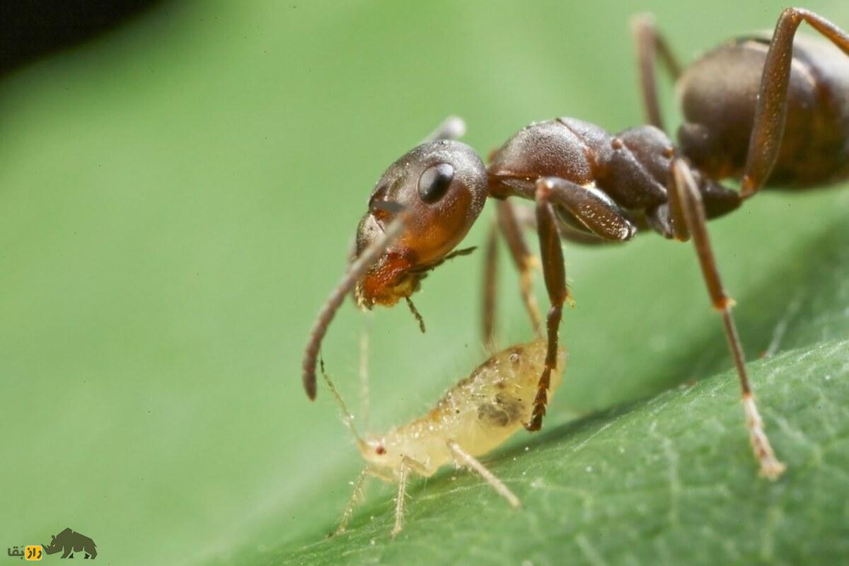 شتهها؛ حشراتی که حامله به دنیا میآیند و مورچهها آنها را، چون گاوهای شیرده برای عسلک شیرین پرورش میدهند شتهها؛ حشراتی که حامله به دنیا میآیند و مورچهها آنها را، چون گاوهای شیرده برای عسلک شیرین پرورش میدهند