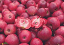 سیب توسرخ؛ کمیاب‌ترین سیب دنیا با گوشت قرمز و طعم ترش که شبیه گوجه‌فرنگی‌ست و در اردبیل و میاندوآب وجود دارد