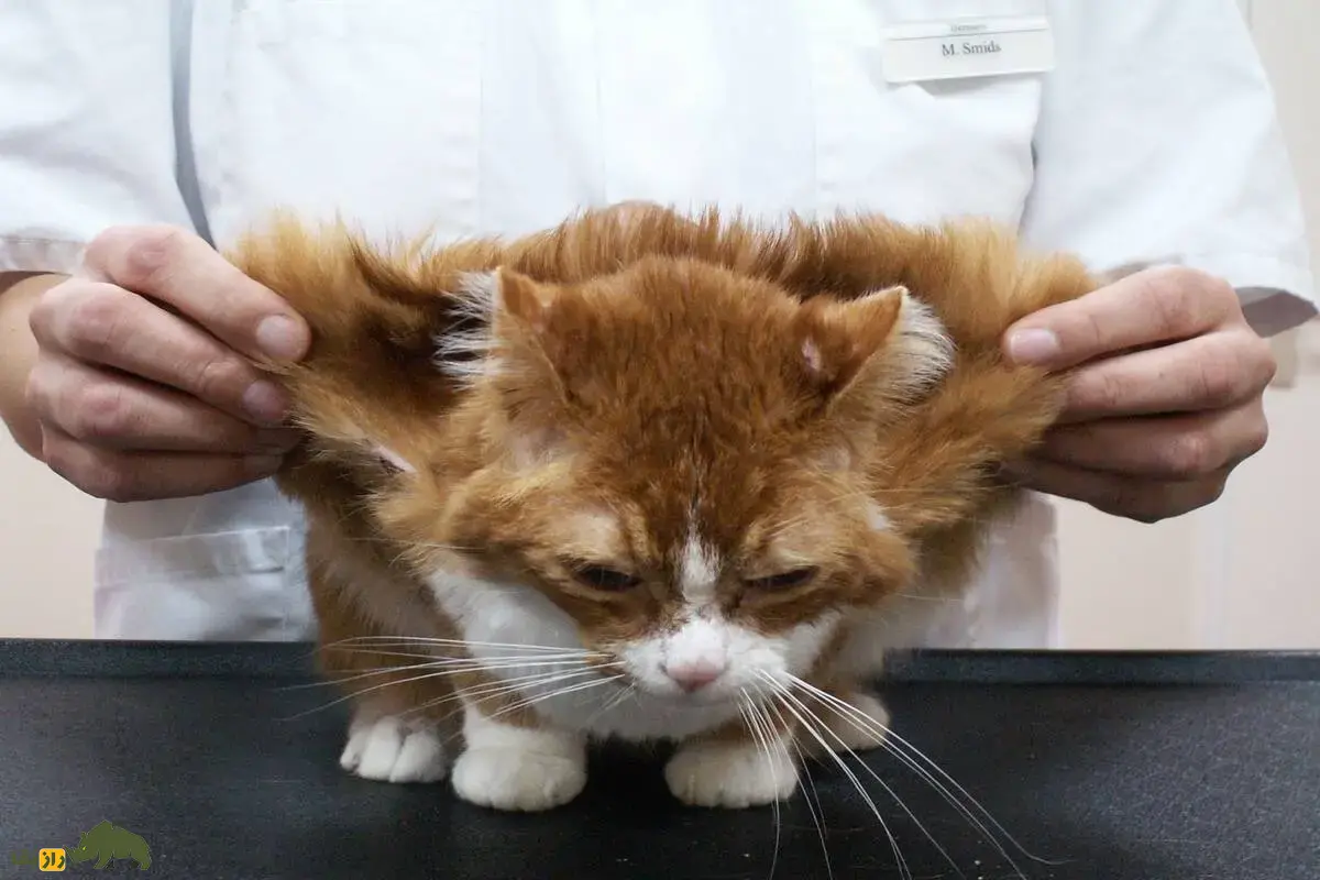 گربههای بالدار؛ حقیقتی شگفتانگیز از یک جهش ژنتیکی نادر یا فقط افسانهای اینترنتی؟ گربههای بالدار؛ حقیقتی شگفتانگیز از یک جهش ژنتیکی نادر یا فقط افسانهای اینترنتی؟