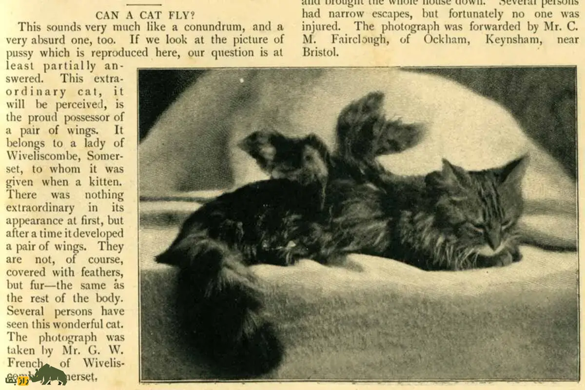 گربههای بالدار؛ حقیقتی شگفتانگیز از یک جهش ژنتیکی نادر یا فقط افسانهای اینترنتی؟ گربههای بالدار؛ حقیقتی شگفتانگیز از یک جهش ژنتیکی نادر یا فقط افسانهای اینترنتی؟