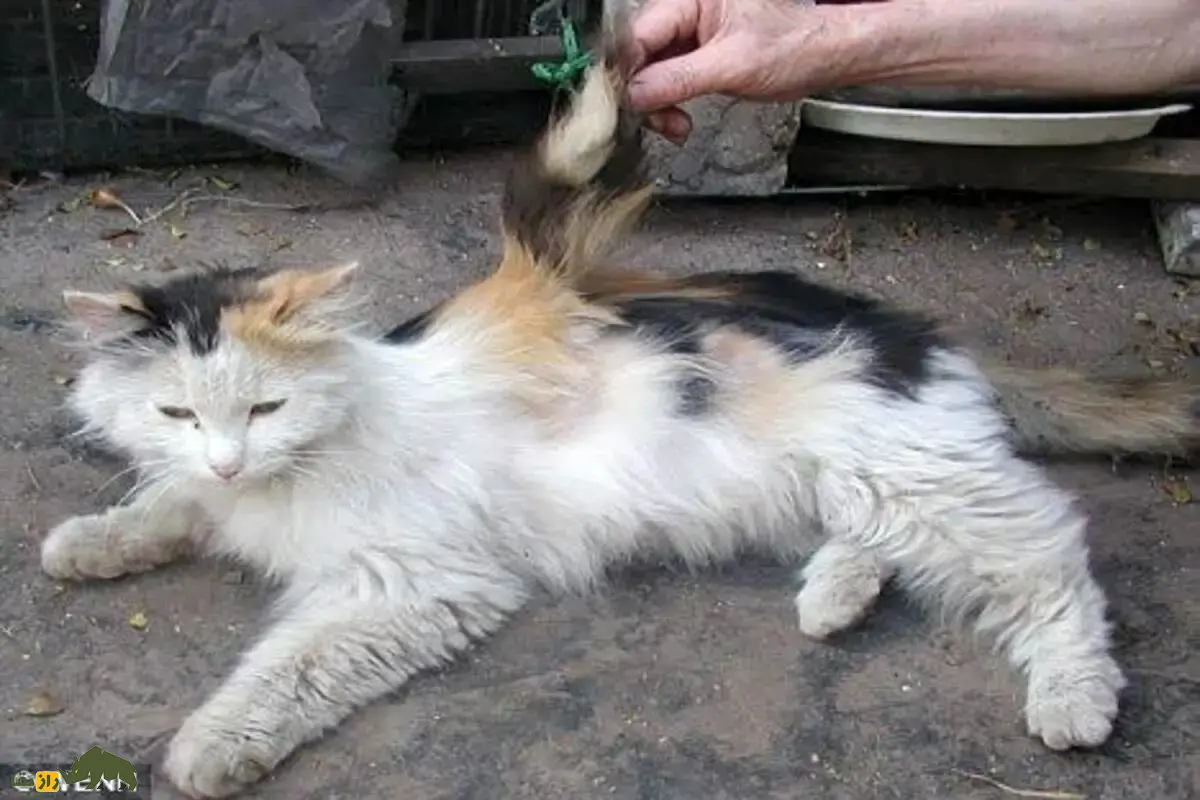 گربههای بالدار؛ حقیقتی شگفتانگیز از یک جهش ژنتیکی نادر یا فقط افسانهای اینترنتی؟ گربههای بالدار؛ حقیقتی شگفتانگیز از یک جهش ژنتیکی نادر یا فقط افسانهای اینترنتی؟