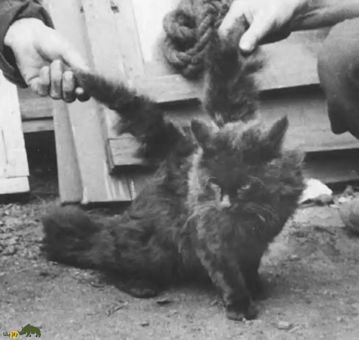 گربههای بالدار؛ حقیقتی شگفتانگیز از یک جهش ژنتیکی نادر یا فقط افسانهای اینترنتی؟ گربههای بالدار؛ حقیقتی شگفتانگیز از یک جهش ژنتیکی نادر یا فقط افسانهای اینترنتی؟