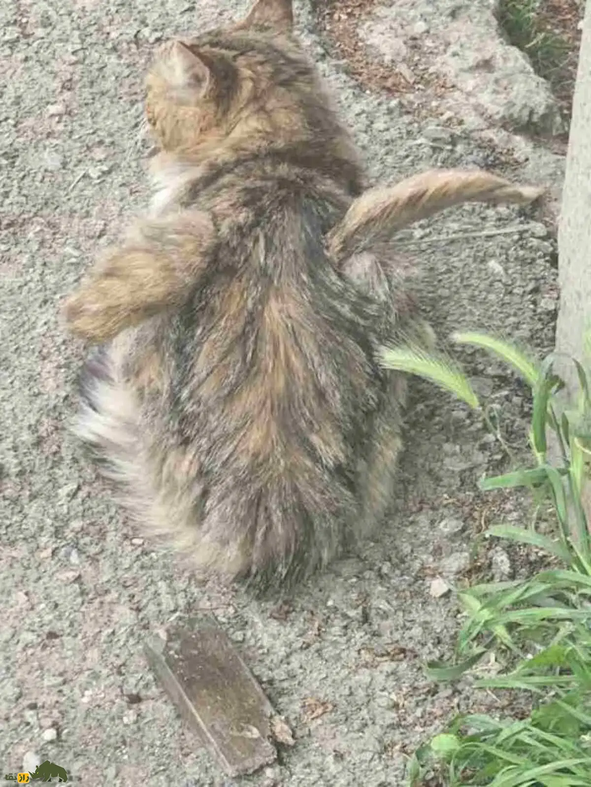 گربههای بالدار؛ حقیقتی شگفتانگیز از یک جهش ژنتیکی نادر یا فقط افسانهای اینترنتی؟ گربههای بالدار؛ حقیقتی شگفتانگیز از یک جهش ژنتیکی نادر یا فقط افسانهای اینترنتی؟