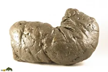 کاپرولیت یا سنگ مدفوع؛ سنگ قیمتی ساخته شده از مدفوع دایناسور‌ها که یک میلیارد تومان قیمت‌ دارد!