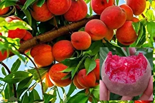 هلو خونی؛ میوه‌ای کمیاب با رنگ سرخ و طعمی دل‌انگیز که در نقاط مختلف ایران ثمر می‌دهد و سود اقتصادی بالایی دارد