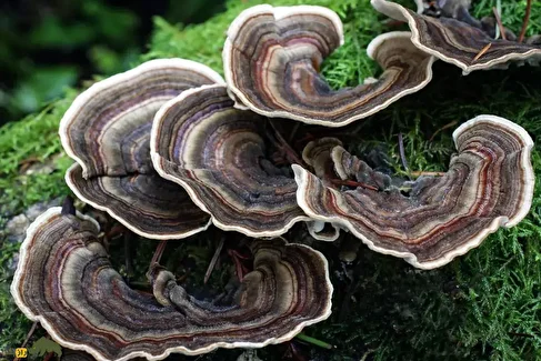 قارچ دم بوقلمون؛ قارچی رنگارنگ با خواص دارویی شگفت‌انگیز برای تقویت سیستم ایمنی که به درمان سرطان کمک می‌کند