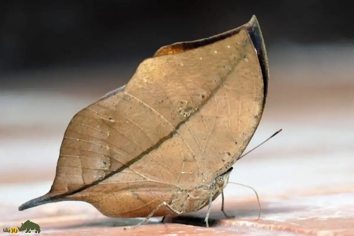 بلوطبرگی نارنجی؛ پروانهای با بالهایی دقیقا شبیه برگ خشک که استاد استتار است و محال است آن را روی تنه درخت تشخیص دهید! بلوطبرگی نارنجی