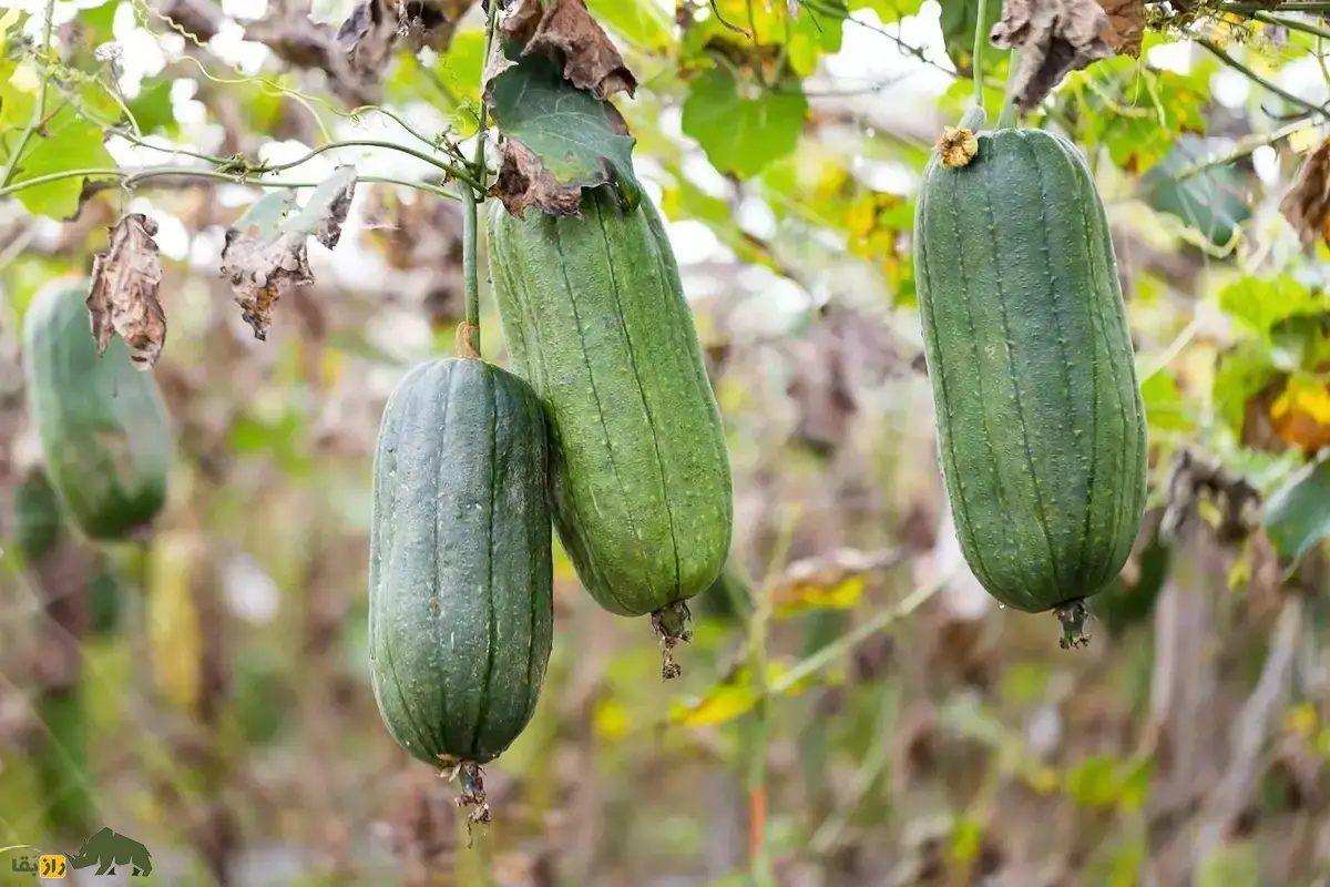 لیف یا خیار مصری؛ میوه گرمسیری شبیه کدو که از آن لیف و اسفنج حمام تولید میشود و نارس آن خوراکی و مغذی است لیف یا خیار مصری