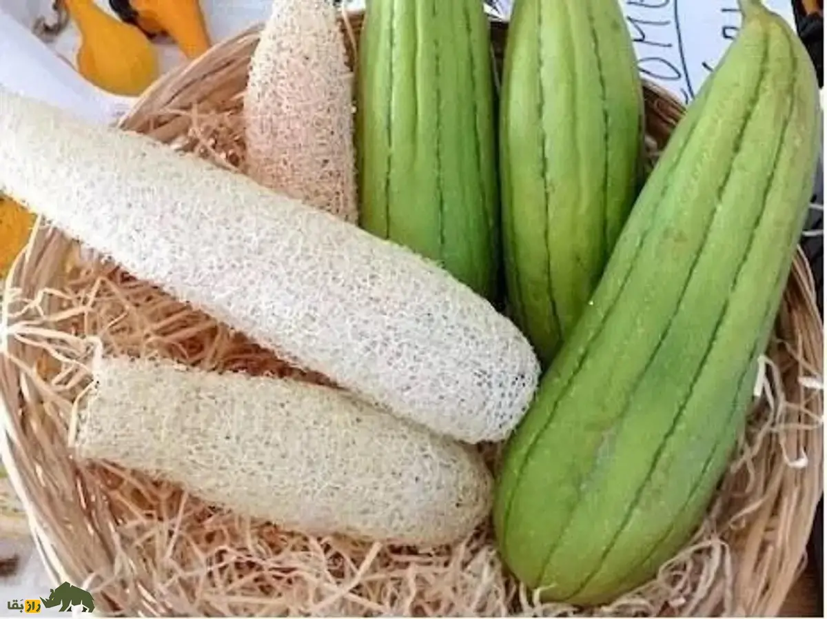 لیف یا خیار مصری؛ میوه گرمسیری شبیه کدو که از آن لیف و اسفنج حمام تولید میشود و نارس آن خوراکی و مغذی است لیف یا خیار مصری