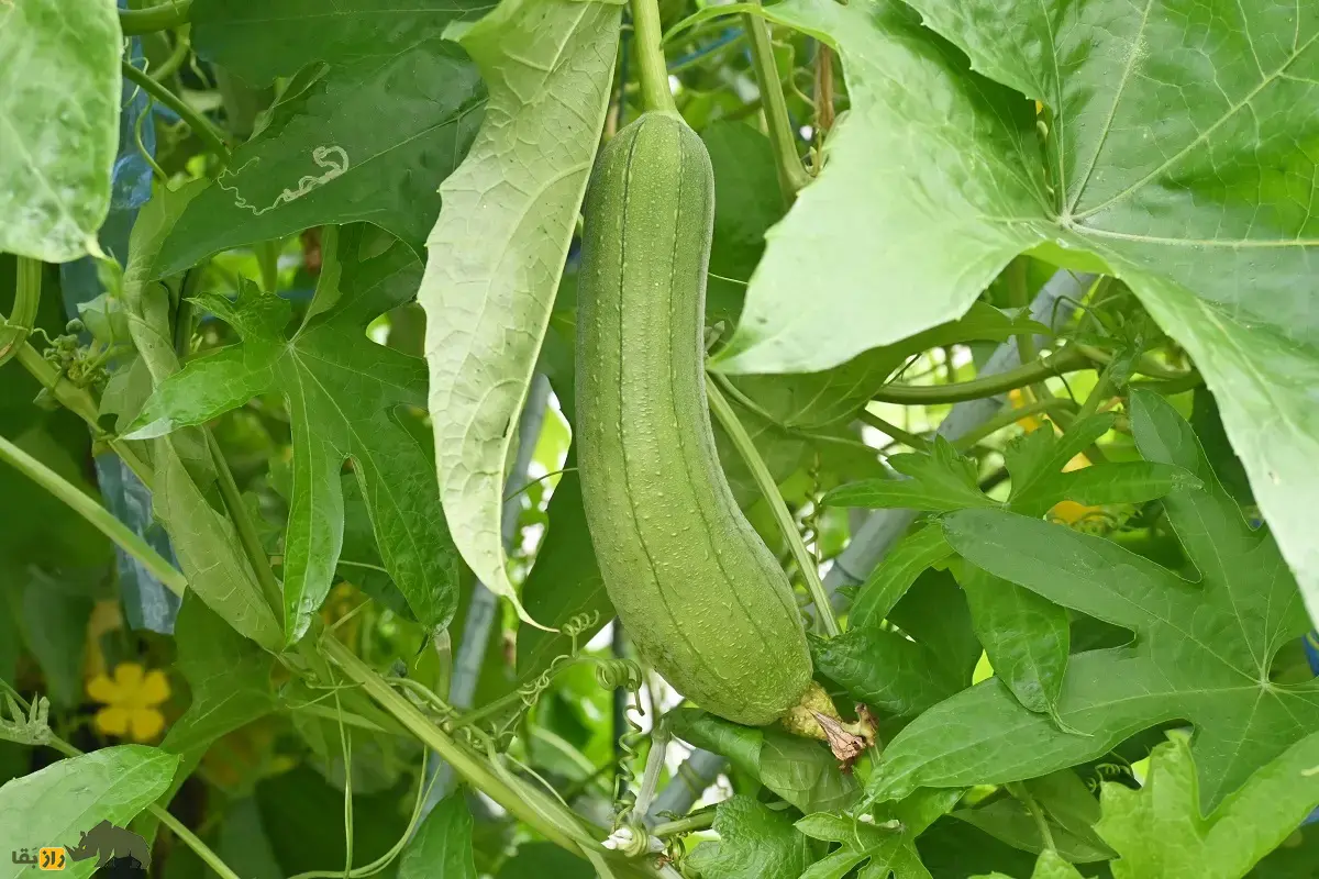 لیف یا خیار مصری؛ میوه گرمسیری شبیه کدو که از آن لیف و اسفنج حمام تولید میشود و نارس آن خوراکی و مغذی است لیف یا خیار مصری