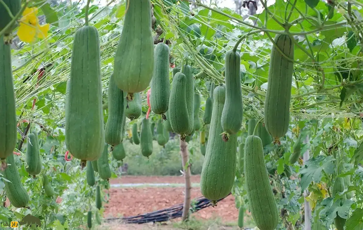 لیف یا خیار مصری؛ میوه گرمسیری شبیه کدو که از آن لیف و اسفنج حمام تولید میشود و نارس آن خوراکی و مغذی است لیف یا خیار مصری