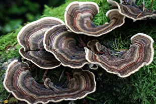 قارچ دم بوقلمون؛ قارچی رنگارنگ با خواص دارویی شگفت‌انگیز برای تقویت سیستم ایمنی که به درمان سرطان کمک می‌کند