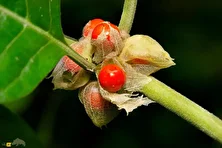 پنیرباد خواب‌آور یا جینسنگ هندی؛ گیاهی آرام‌بخش و انرژی‌زا که بهترین جایگزینی طبیعی دارو‌های شیمیایی‌ست