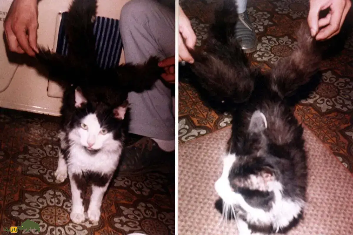 گربههای بالدار؛ گربه بالدار کرمان واقعیست؟ و چرا برخی گربهها بال دارند؟ گربههای بالدار؛ گربه بالدار کرمان واقعیست؟ و چرا برخی گربهها بال دارند؟