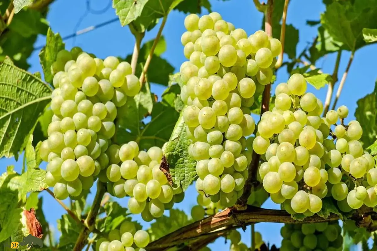 کاشت انگور دیمی؛ آموزش مرحله‌به‌مرحله کاشت و پرورش تاک مقاوم به خشکی در زمین‌های کوهستانی و نیمه‌خشک ایران