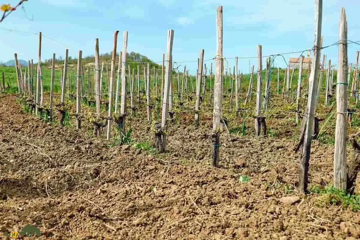 کاشت انگور دیمی؛ آموزش مرحله‌به‌مرحله کاشت و پرورش تاک مقاوم به خشکی در زمین‌های کوهستانی و نیمه‌خشک ایران