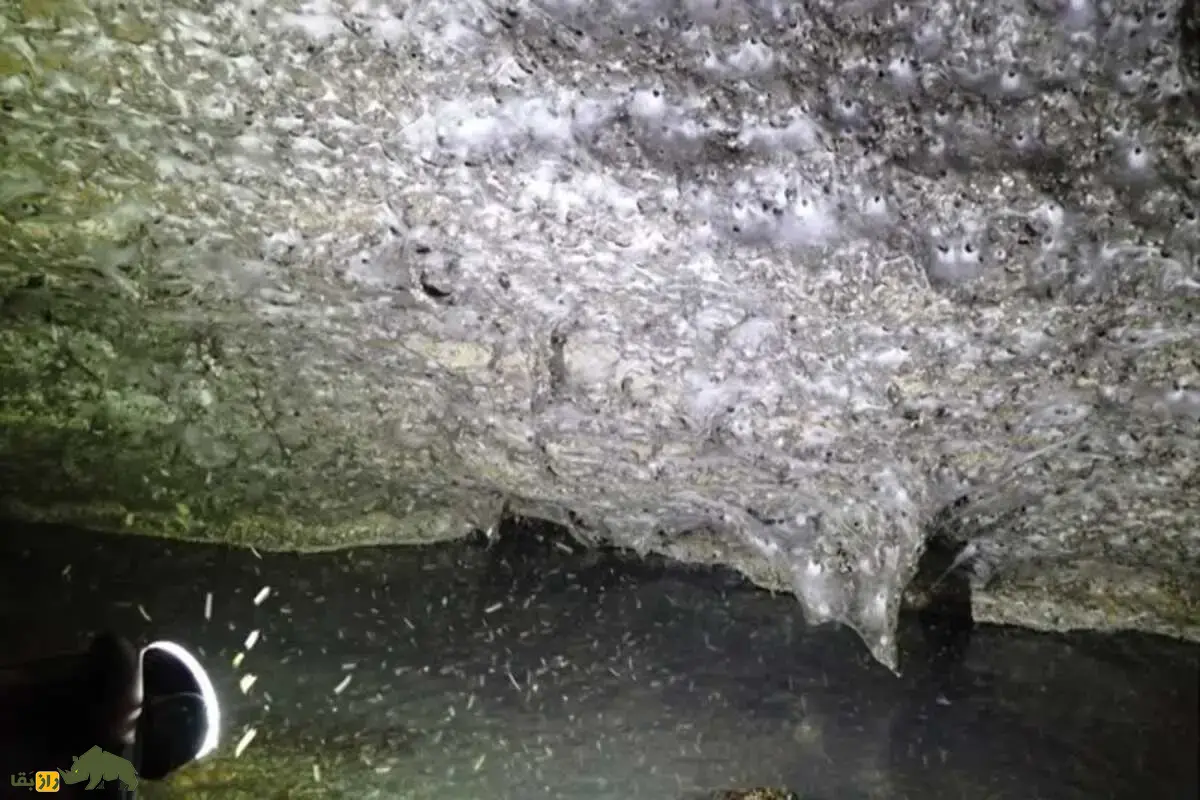 بزرگترین تار عنکبوت جهان در غار گوگرد؛ خانهای برای ۱۱۱ هزار عنکبوت! بزرگترین تار عنکبوت جهان در غار گوگرد؛ خانهای برای ۱۱۱ هزار عنکبوت!