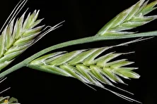 چچم ایرانی یا گیج‌دانه؛ گیاهی شبیه به گندم و معروف به «دانه مست‌کننده» که خوردن آن باعث دیوانگی می‌شد