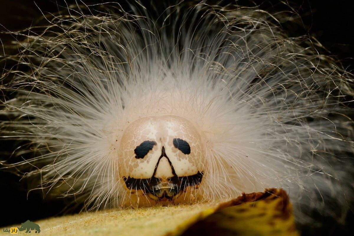 کرم آلبرت اینشتین؛ کرمی پرمو با صورتی پر از چین و چروک که قیافه‌اش شبیه آلبرت اینیشتن دانشمند معروف است