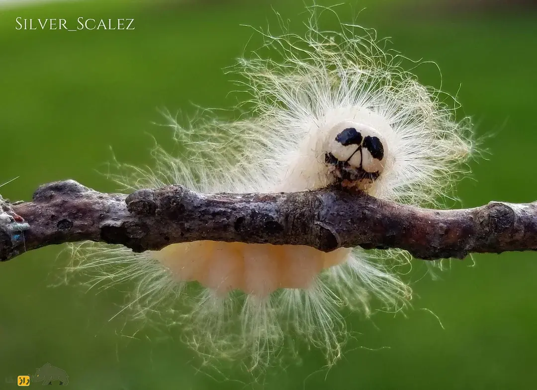 کرم آلبرت اینشتین؛ کرمی پرمو با صورتی پر از چین و چروک که قیافهاش شبیه آلبرت اینیشتن دانشمند معروف است کرم آلبرت اینشتین؛ کرمی پرمو با صورتی پر از چین و چروک که قیافهاش شبیه آلبرت اینیشتن دانشمند معروف است