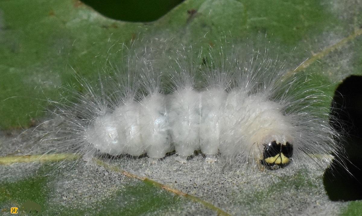 کرم آلبرت اینشتین؛ کرمی پرمو با صورتی پر از چین و چروک که قیافهاش شبیه آلبرت اینیشتن دانشمند معروف است کرم آلبرت اینشتین