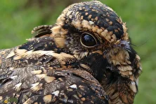شبگرد خال‌دم؛ شبگردی با استتار جادویی و معروف به «خواننده روح» و «پشه‌خوار» که حتی از فاصله چند سانتیمتری هم دیده نمی‌شود
