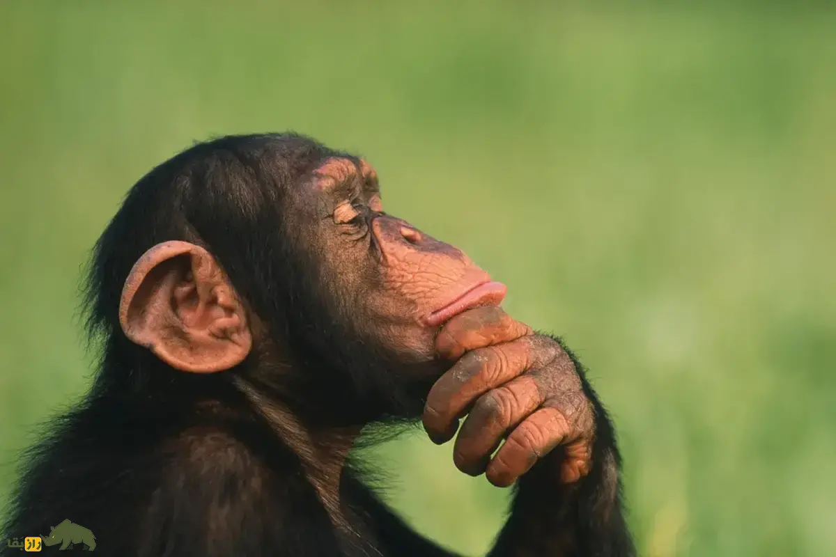 پژوهشی شگفت‌انگیز از هوش پنهان شامپانزه‌ها؛ شامپانزه‌ها می‌توانند مانند انسان‌ها نظر و عقیده خود را تغییر دهند!
