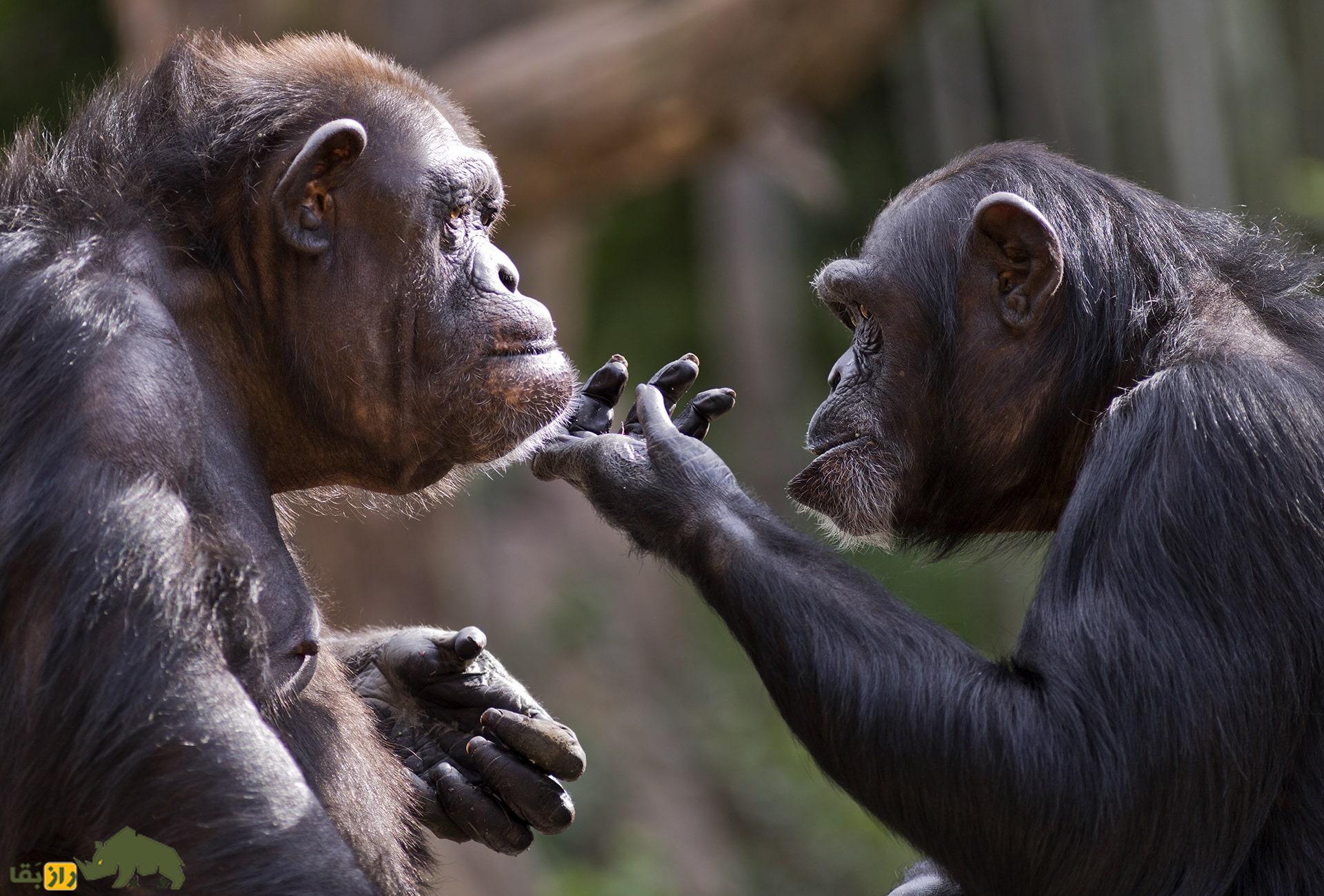 پژوهشی شگفتانگیز از هوش پنهان شامپانزهها؛ شامپانزهها میتوانند مانند انسانها نظر و عقیده خود را تغییر دهند! شامپانزهها