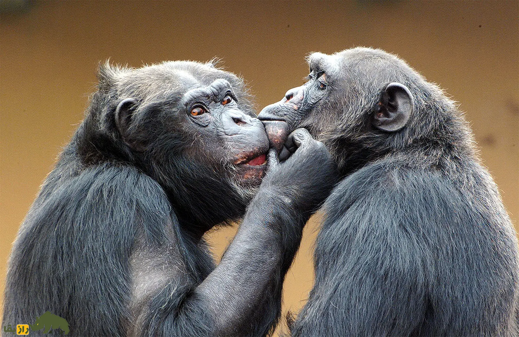 پژوهشی شگفتانگیز از هوش پنهان شامپانزهها؛ شامپانزهها میتوانند مانند انسانها نظر و عقیده خود را تغییر دهند! شامپانزهها