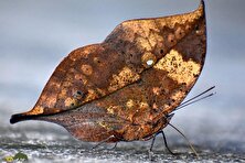 بلوط‌برگی نارنجی؛ پروانه‌ای شبیه برگ خشک که استاد استتار است و محال است آن را روی شاخه درخت تشخیص دهید!