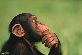 پژوهشی شگفت‌انگیز از هوش پنهان شامپانزه‌ها؛ شامپانزه‌ها می‌توانند مانند انسان‌ها نظر و عقیده خود را تغییر دهند!