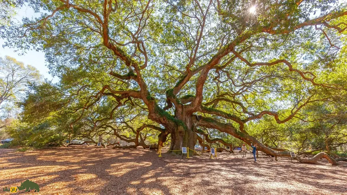 درخت بلوط فرشته