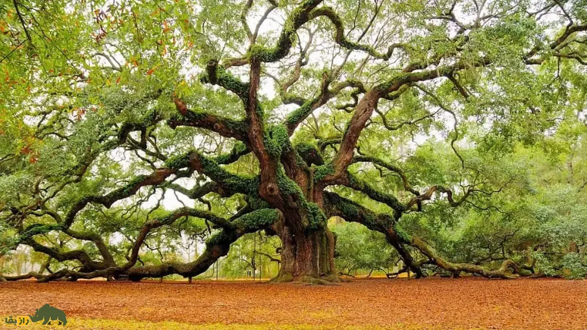 درخت بلوط فرشته