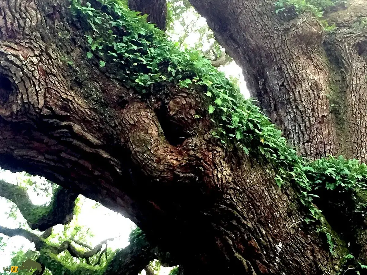 درخت بلوط فرشته