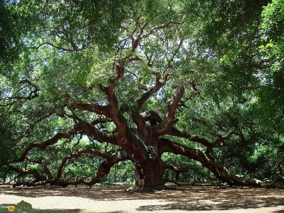 درخت بلوط فرشته