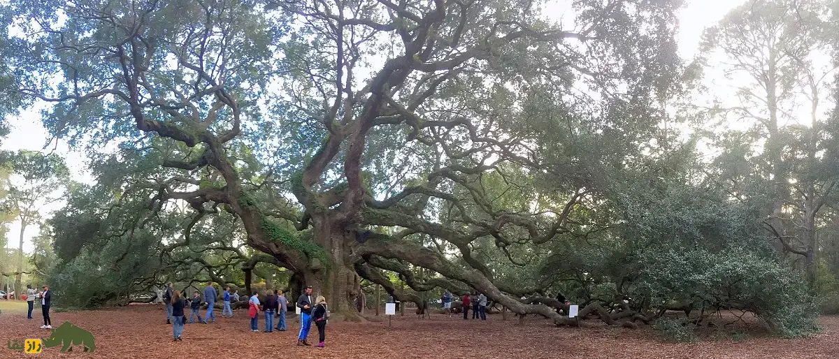 درخت بلوط فرشته