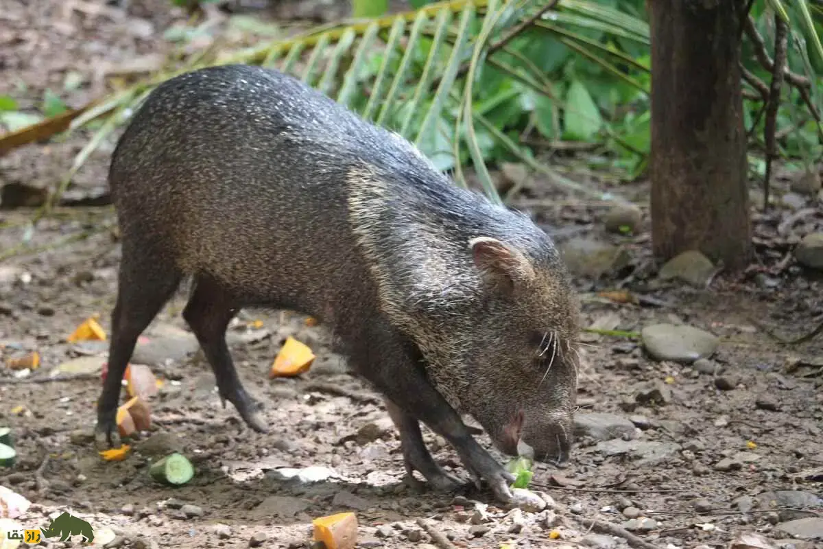 گراز‌های بدبو؛ پستاندارانی اجتماعی با پوزه گرد و عاج‌های قدرتمند که از ریشه‌ها، میوه‌ها و حتی کاکتوس تیغ‌دار تغذیه می‌کنند