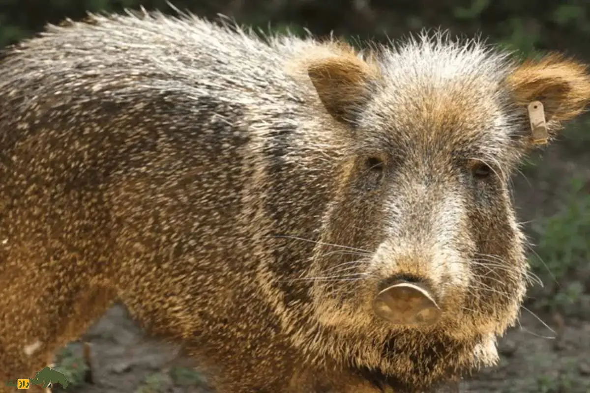 گراز‌های بدبو؛ پستاندارانی اجتماعی با پوزه گرد و عاج‌های قدرتمند که از ریشه‌ها، میوه‌ها و حتی کاکتوس تیغ‌دار تغذیه می‌کنند