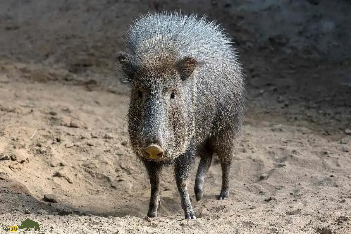 گراز‌های بدبو؛ پستاندارانی اجتماعی با پوزه گرد و عاج‌های قدرتمند که از ریشه‌ها، میوه‌ها و حتی کاکتوس تیغ‌دار تغذیه می‌کنند