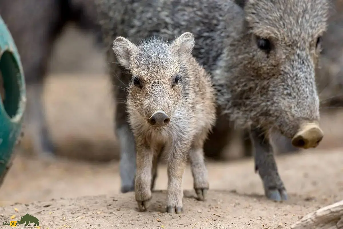 گراز‌های بدبو؛ پستاندارانی اجتماعی با پوزه گرد و عاج‌های قدرتمند که از ریشه‌ها، میوه‌ها و حتی کاکتوس تیغ‌دار تغذیه می‌کنند