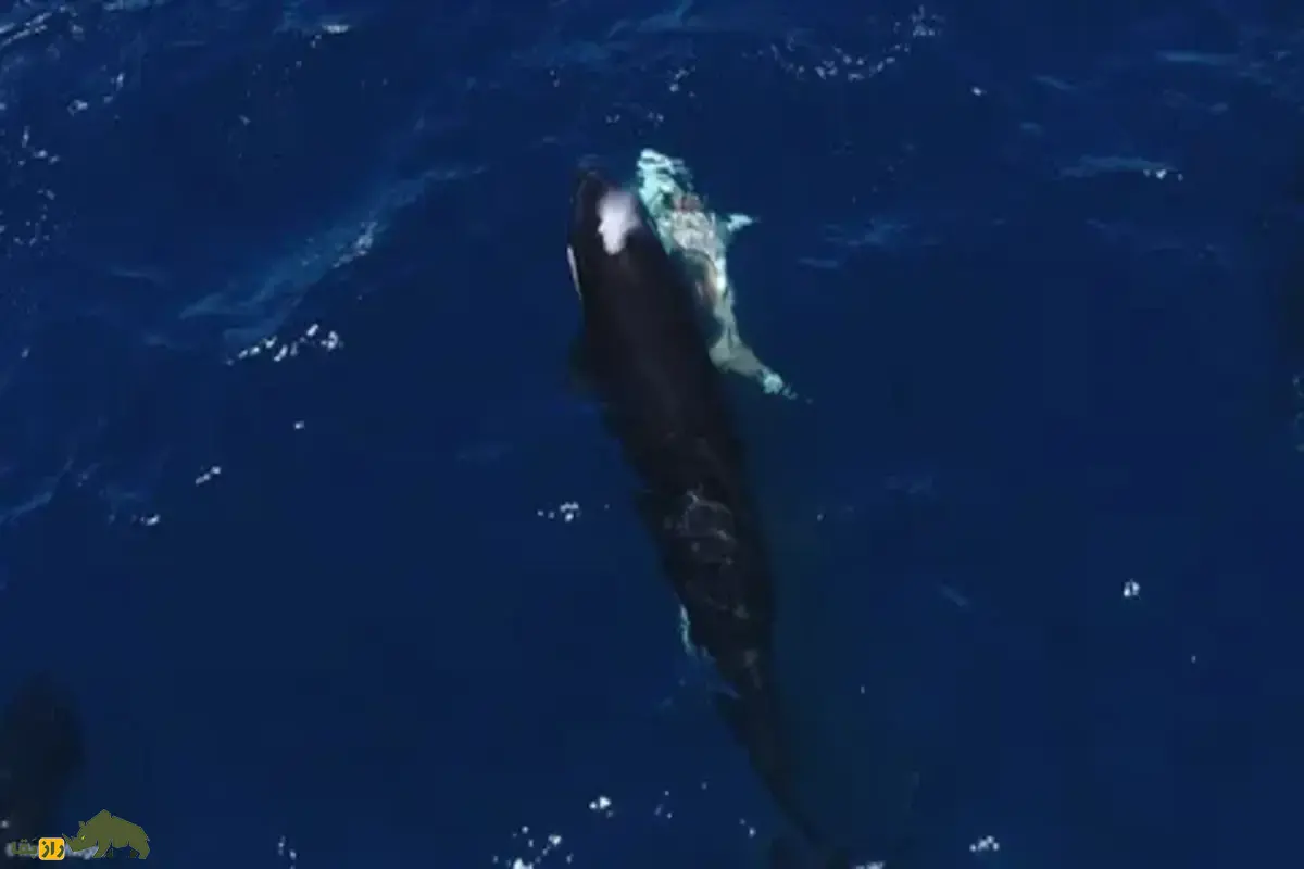 کشف هولناک دانشمندان؛ نهنگهای قاتل در خلیج کالیفرنیا، قبل از بیرون آوردن جگر، کوسههای سفید جوان را فلج میکنند کشف هولناک دانشمندان؛ نهنگهای قاتل در خلیج کالیفرنیا، قبل از بیرون آوردن جگر، کوسههای سفید جوان را فلج میکنند