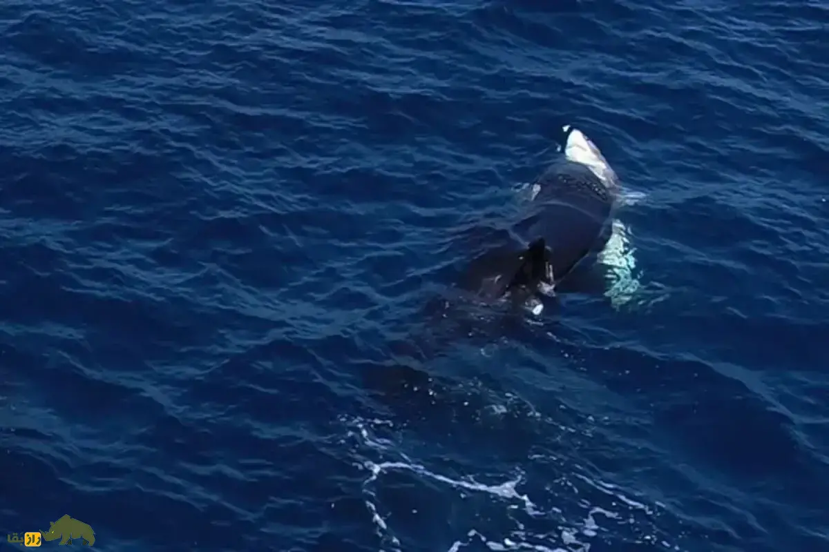 کشف هولناک دانشمندان؛ نهنگهای قاتل در خلیج کالیفرنیا، قبل از بیرون آوردن جگر، کوسههای سفید جوان را فلج میکنند کشف هولناک دانشمندان؛ نهنگهای قاتل در خلیج کالیفرنیا، قبل از بیرون آوردن جگر، کوسههای سفید جوان را فلج میکنند