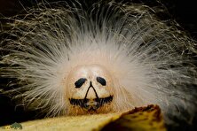 کرم آلبرت اینشتین؛ کرمی پرمو با صورتی پر از چین و چروک که قیافه‌اش شبیه آلبرت اینیشتن دانشمند معروف است