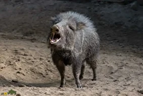 گراز‌های بدبو؛ پستاندارانی اجتماعی با پوزه گرد و عاج‌های قدرتمند که از ریشه‌ها، میوه‌ها و حتی کاکتوس تیغ‌دار تغذیه می‌کنند