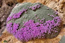 عروس‌سنگ اسفندیاری؛ کمیاب‌ترین گیاه ایران با گل‌های بنفش خیره‌کننده که تنها در کوه ختابون در شهر آباده استان فارس می‌روید